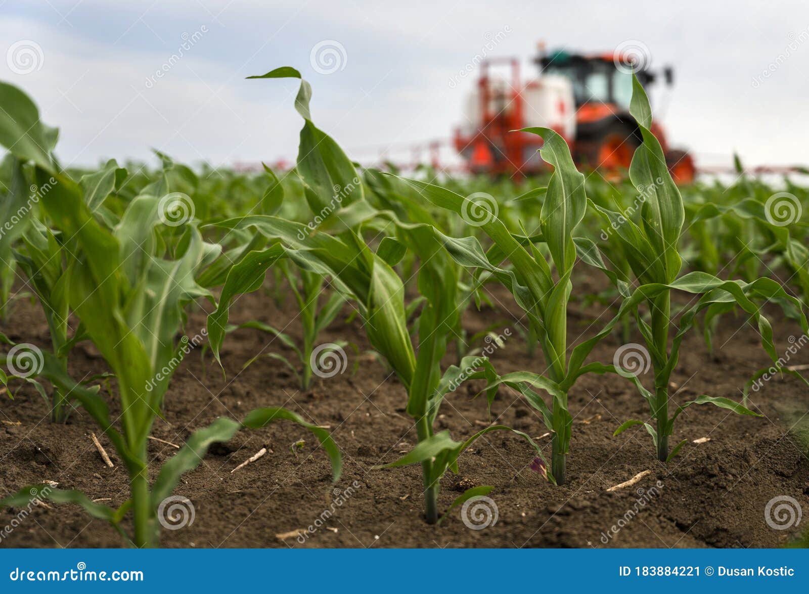 tractor spraying corn field