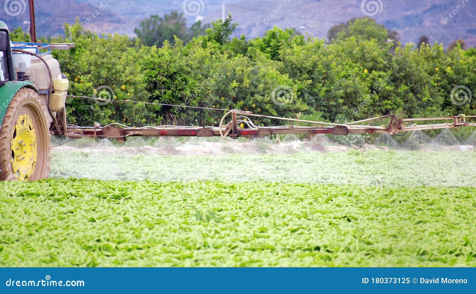 Tractor Spraying Pesticide Pesticides Or Insecticide Spray On Lettuce 