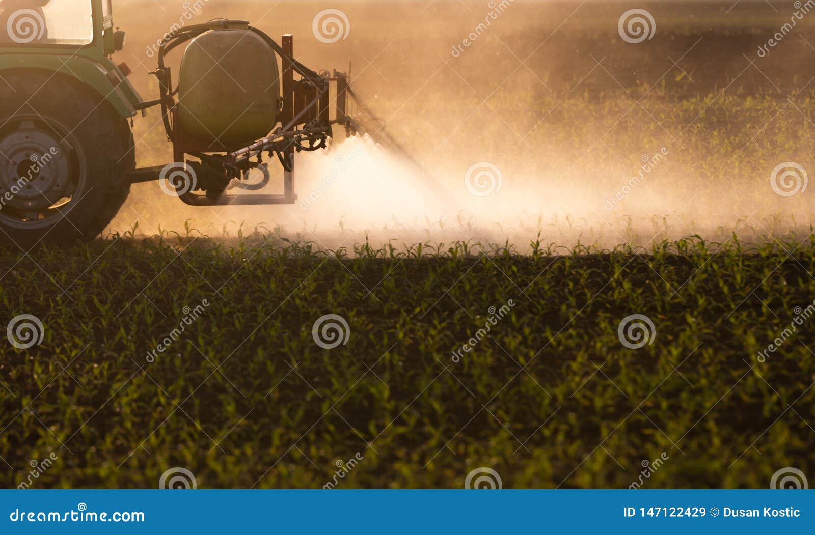 Tractor Spraying Pesticides at Corn Field Stock Image Image of