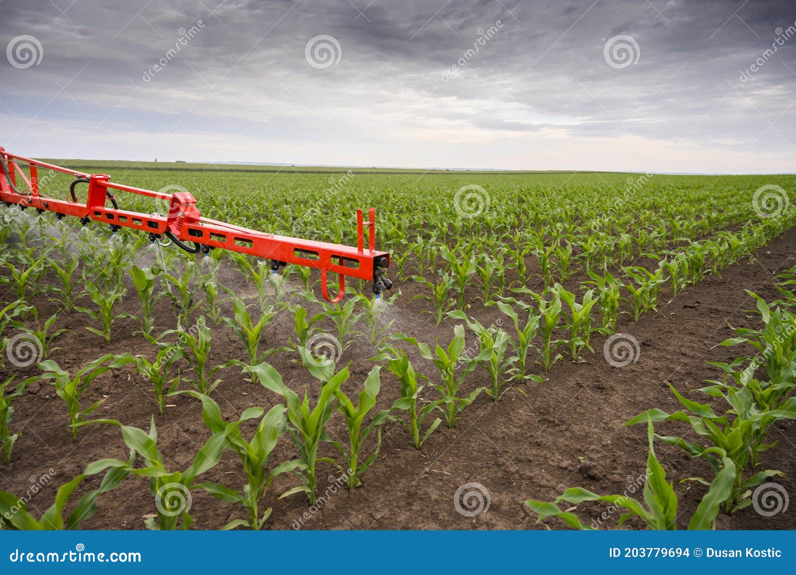 tractor spraying corn field