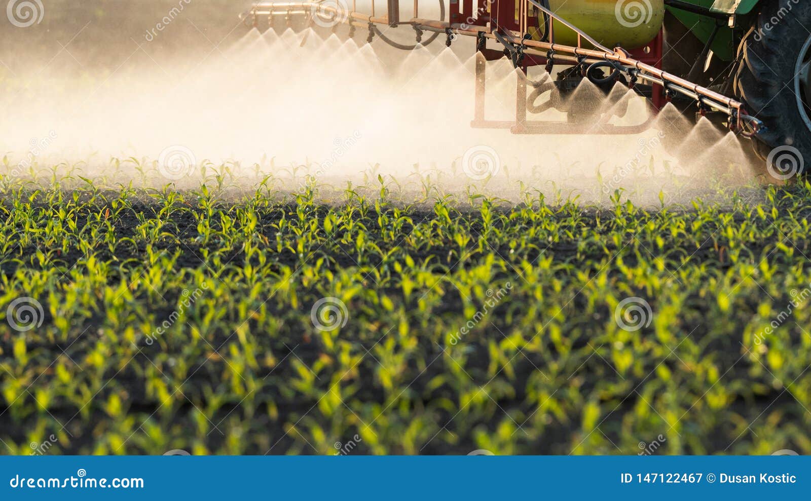 Tractor Spraying Pesticides at Corn Field Stock Image Image of