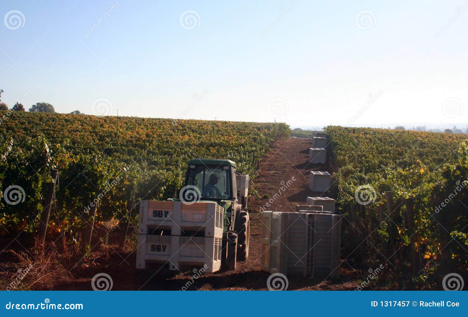 Tractor in Vineyard stock image. Image of agriculture 1317457