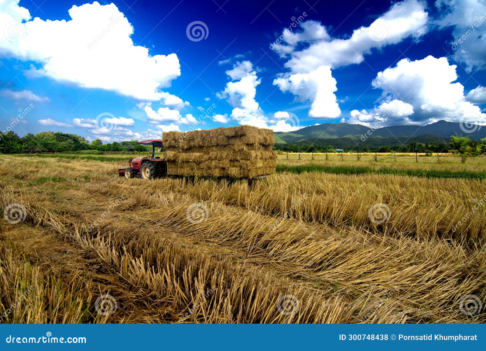 tractortruck-haystack-cattle-feed-industry-in-thailand-stock-photo