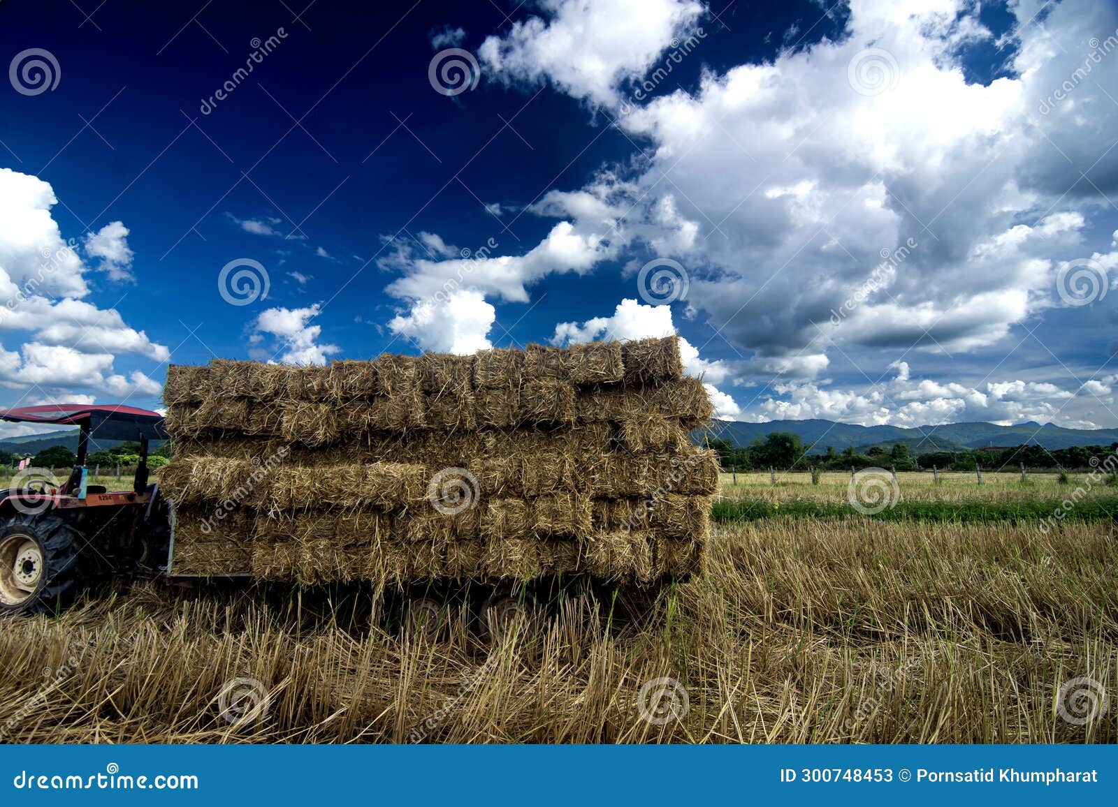 tractortruck-haystack-cattle-feed-industry-in-thailand-stock-image