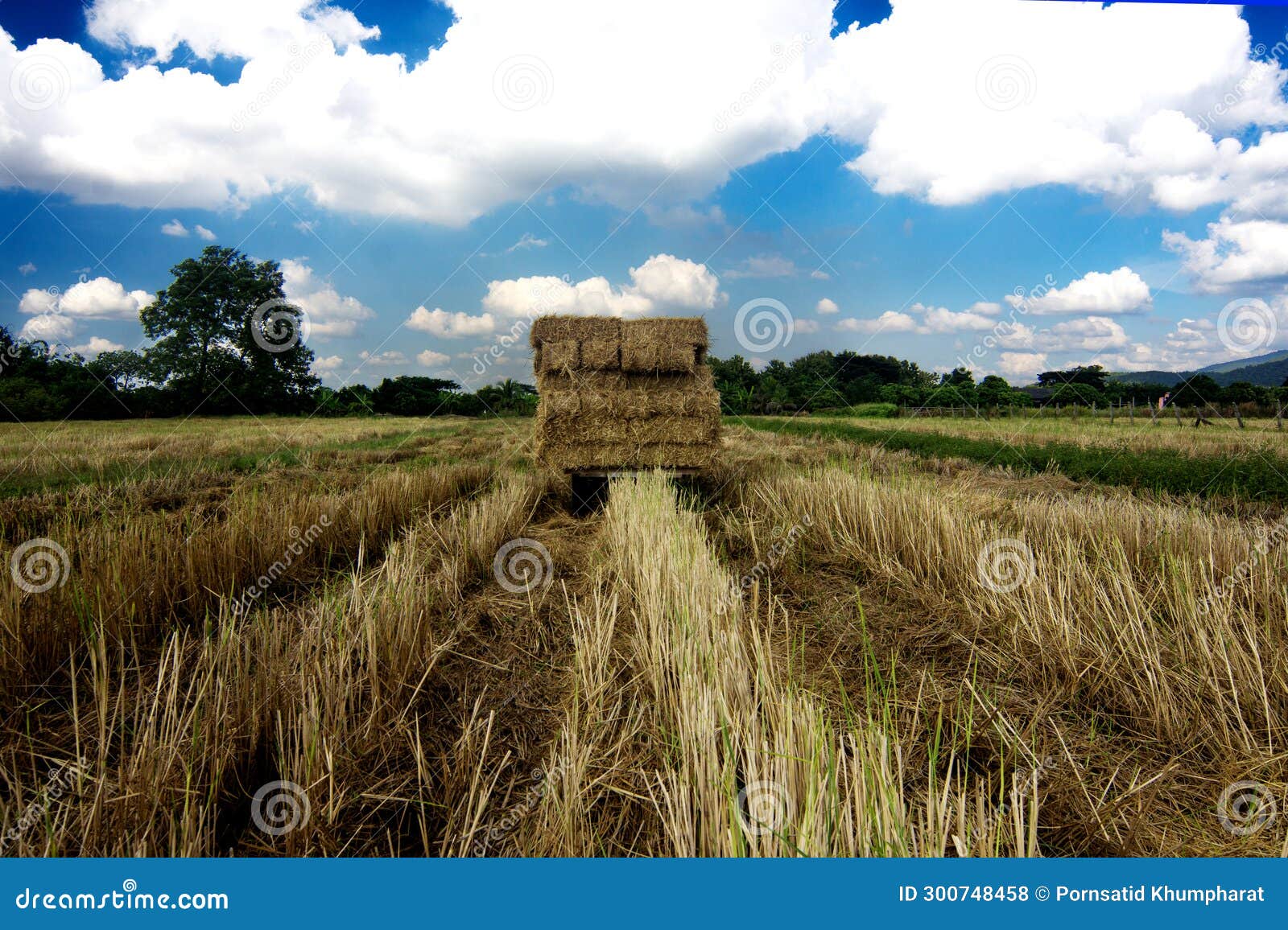 tractortruck-haystack-cattle-feed-industry-in-thailand-stock-photo