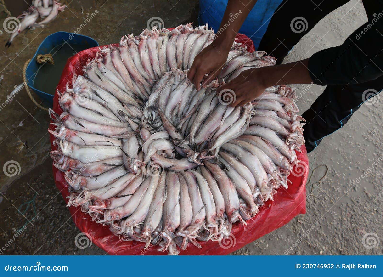 a trader is arranging loita fish (bombay duck)