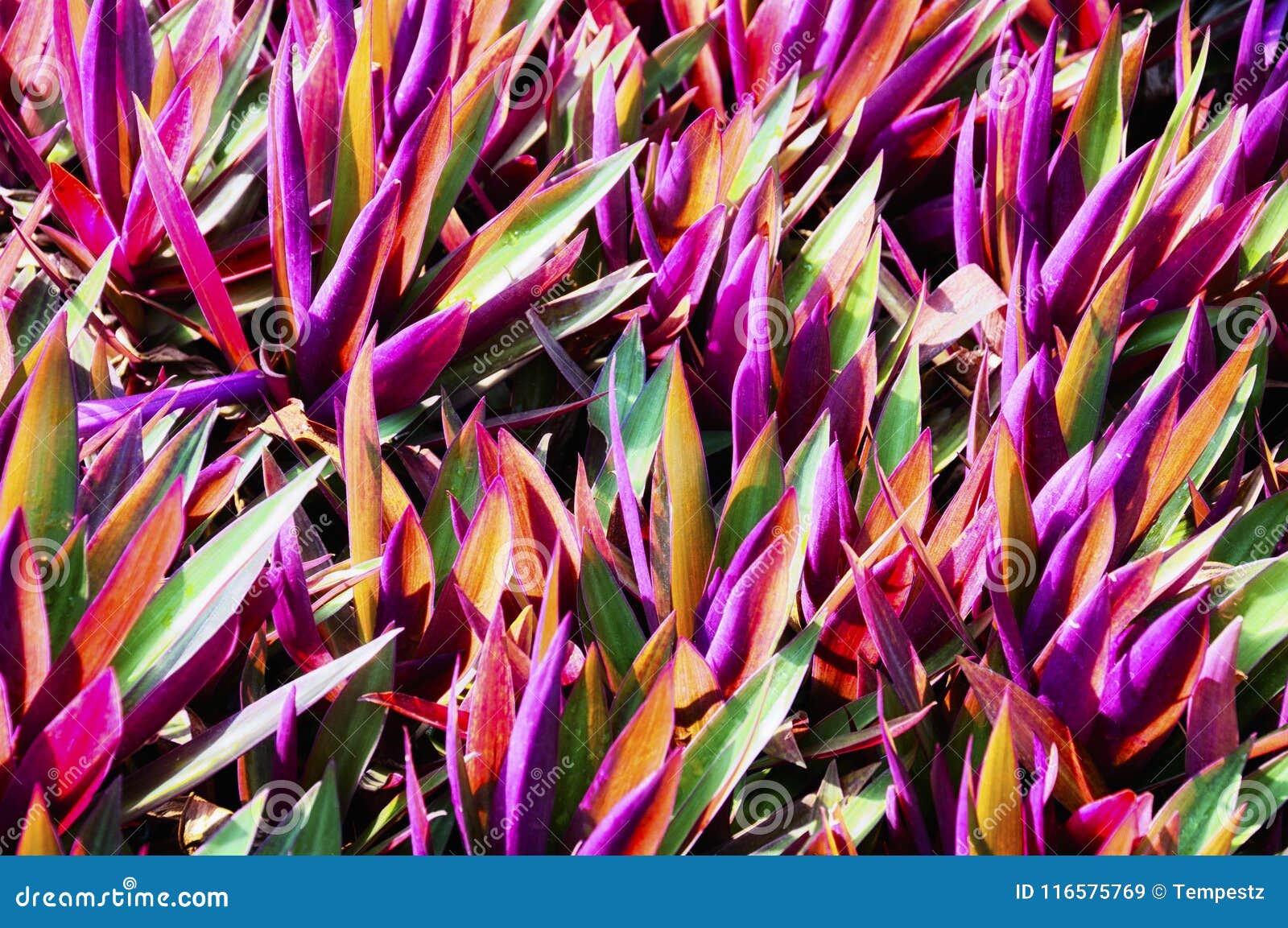 dwarf boat lily tropical plant vietnam