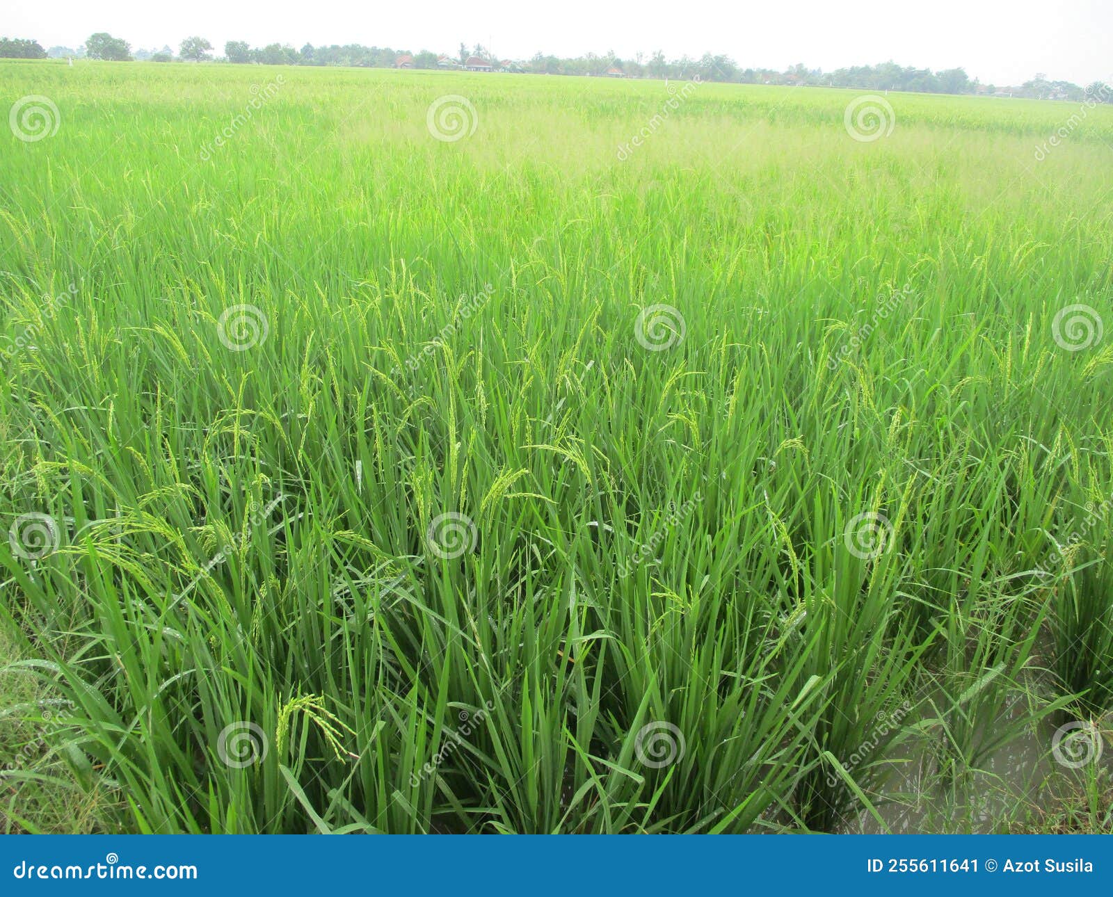 Traditional Agriculture That Produces Rice And Rice Stock Image Image