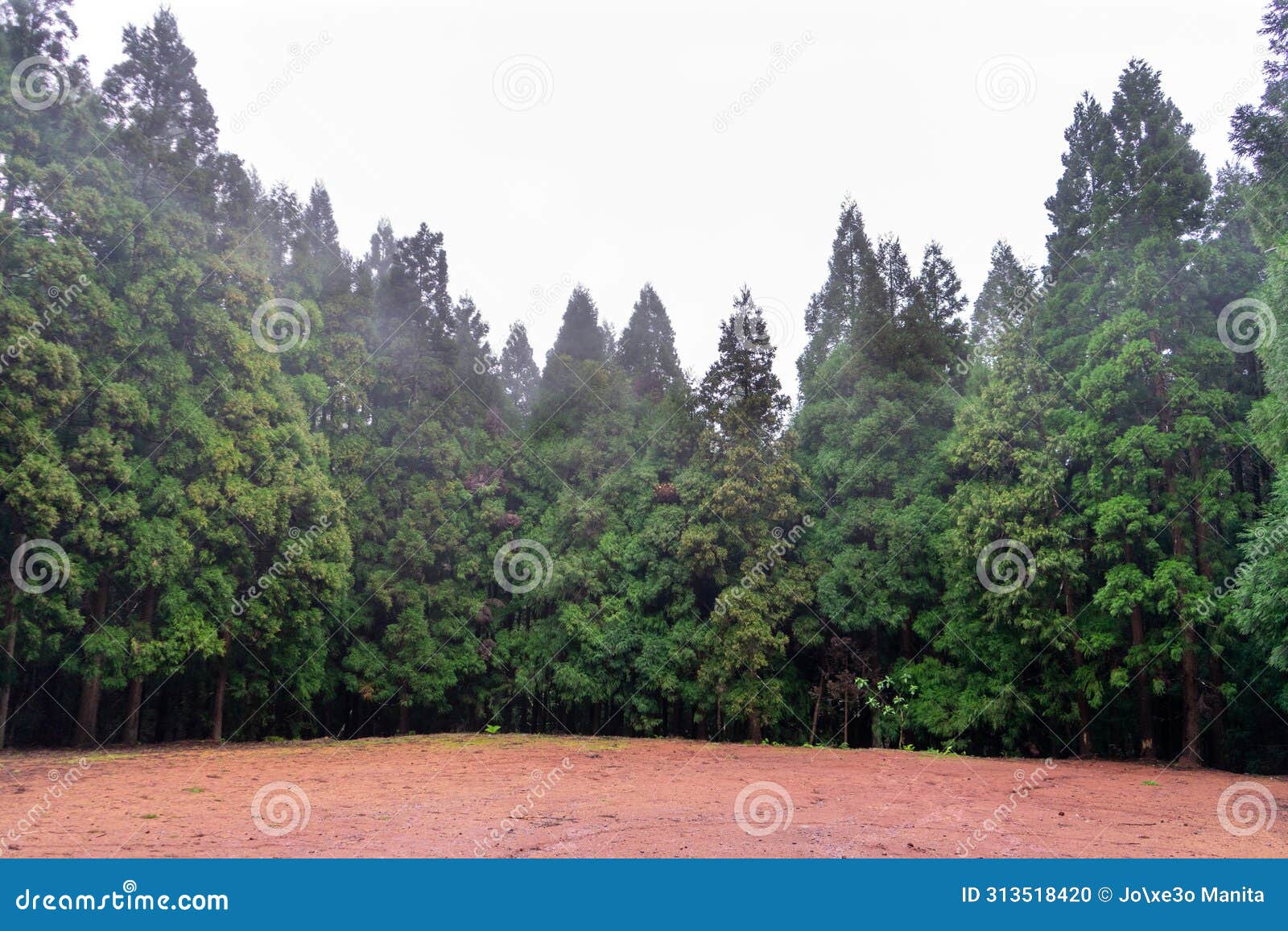 traditional azorean trees stand tall in the misty rain.