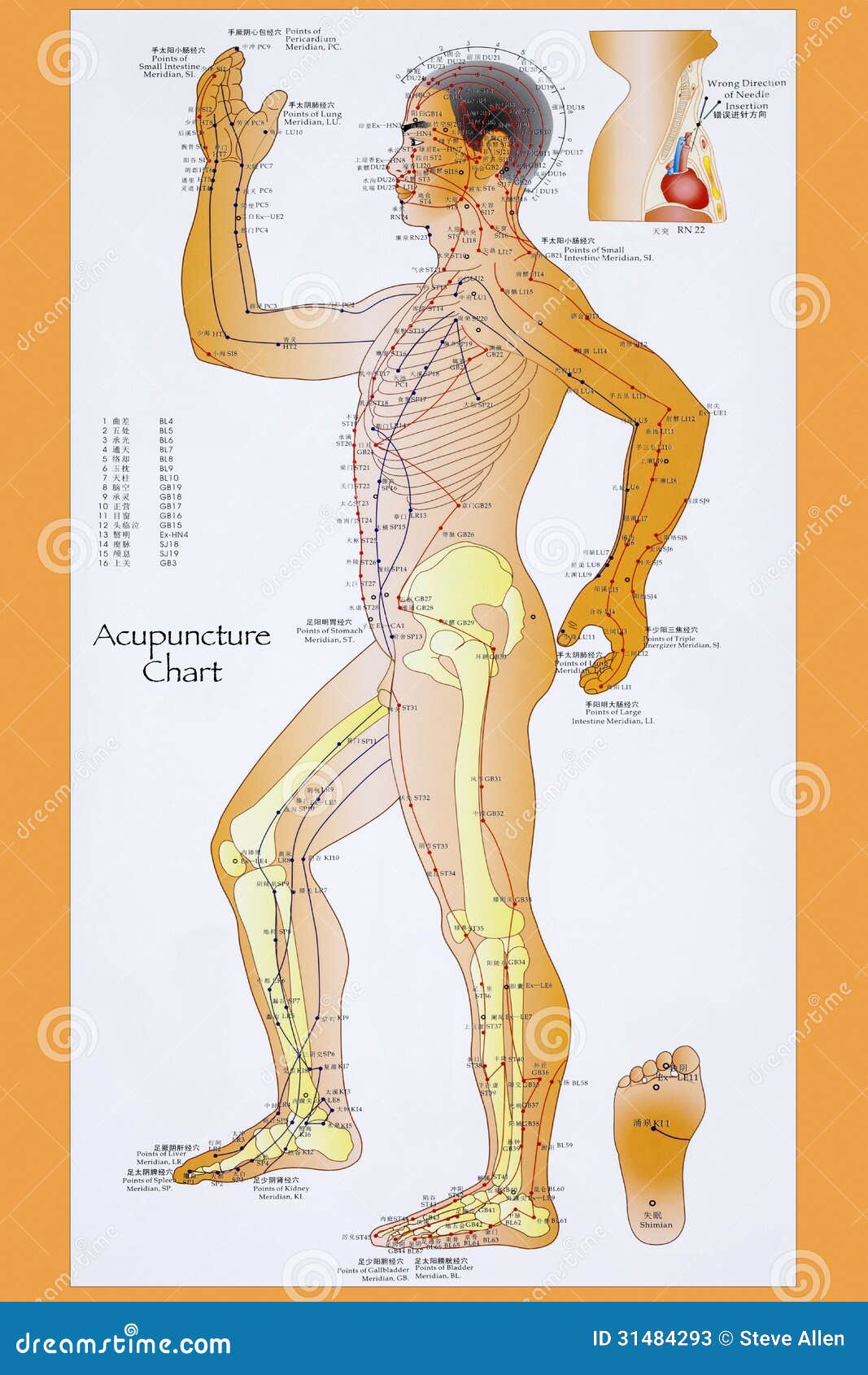 Acupuncture Meridian Chart Free Download