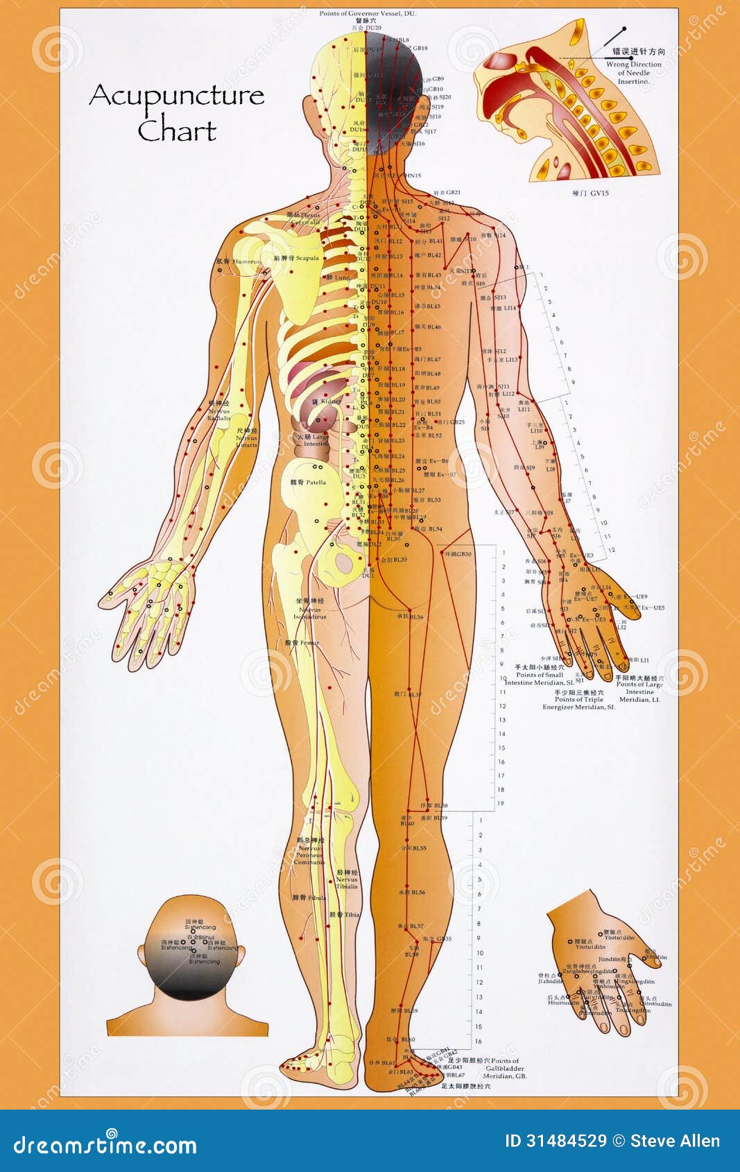 Acupressure Meridian Points Chart Free
