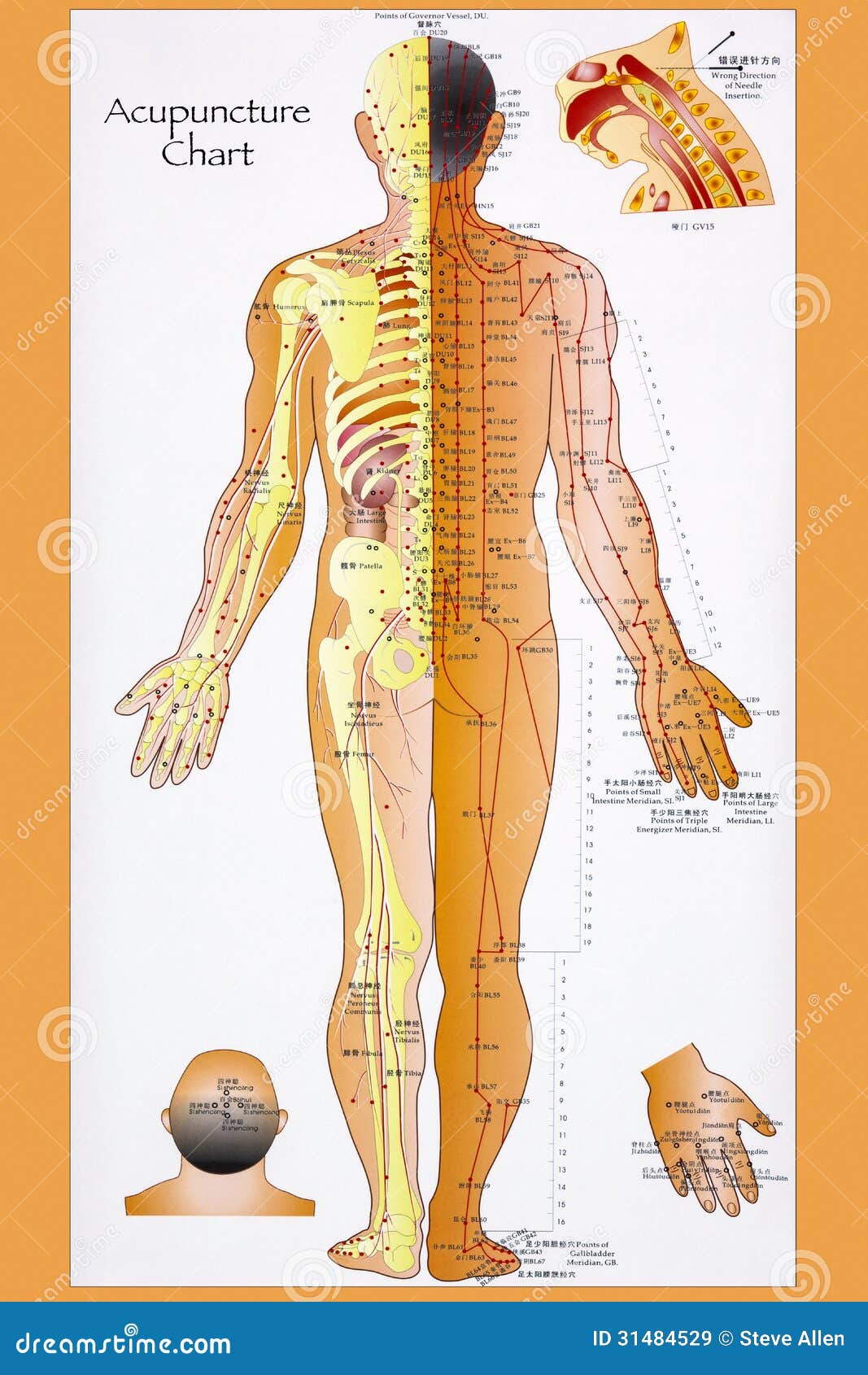 Acupuncture Meridian Chart Free Download