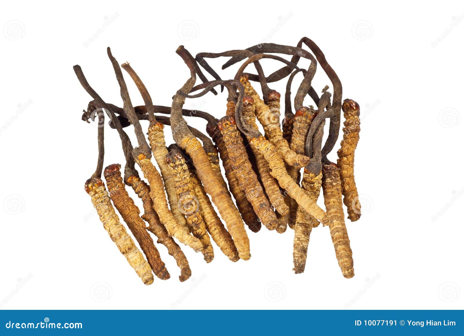 traditional chinese medicine - cordyceps sinensis