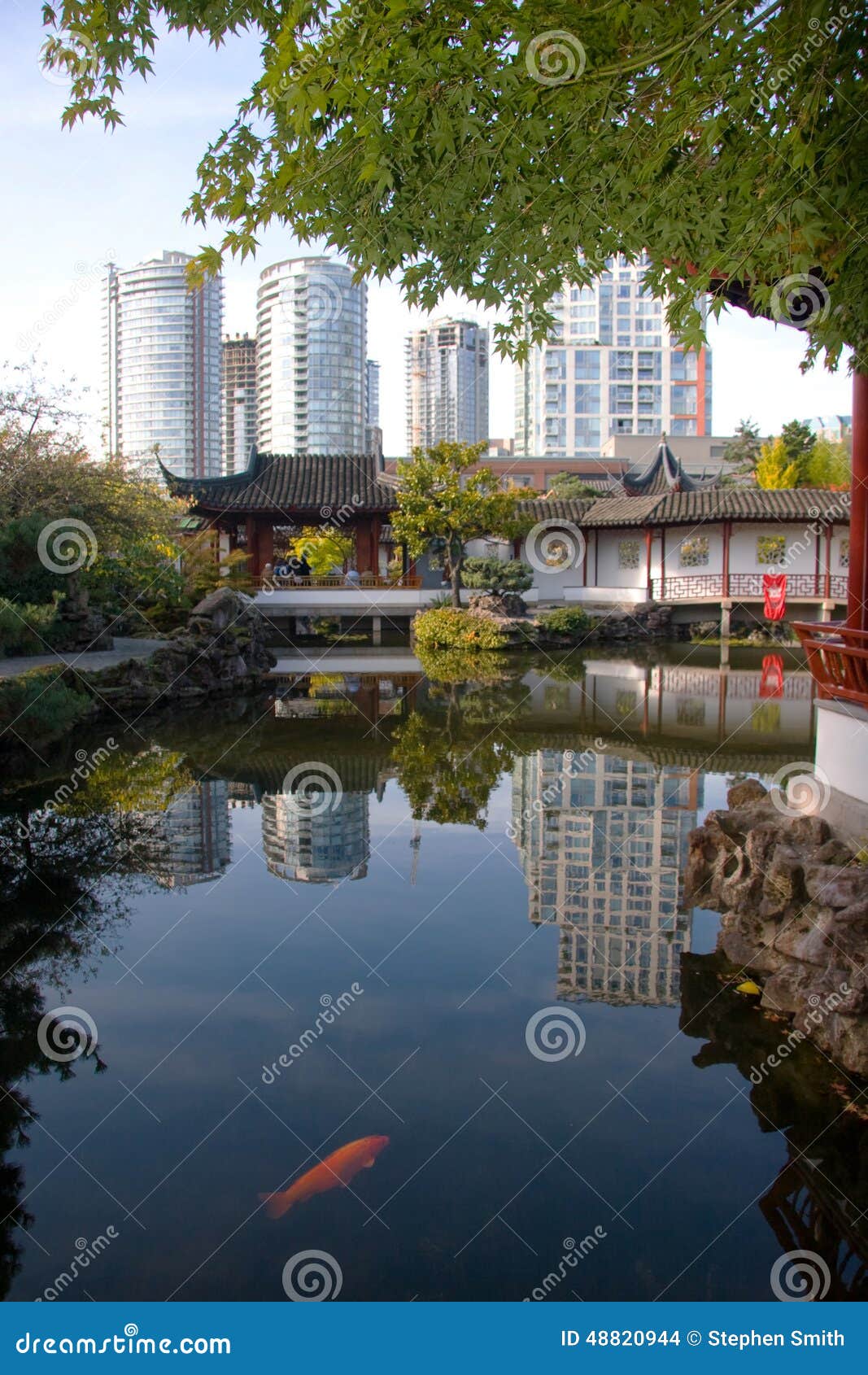 traditional chinese pond while modern highrises behind, vancouver, bc
