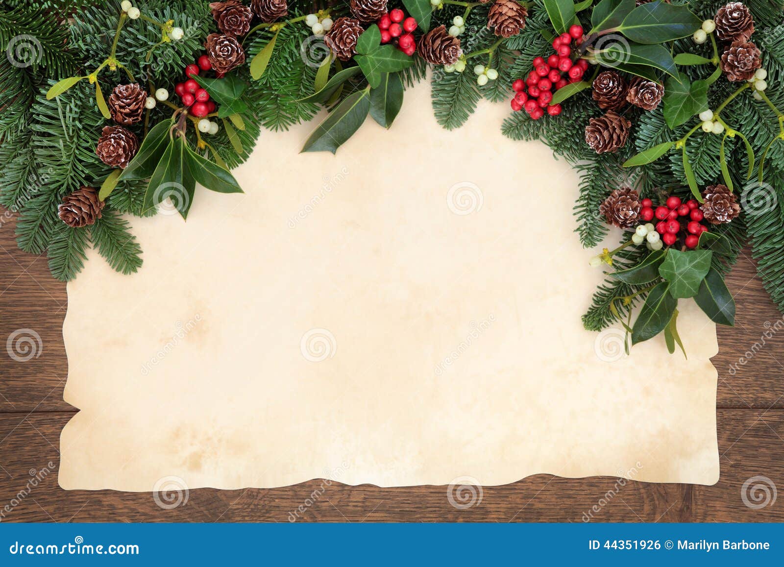 Old scroll on parchment paper with winter holly berry leaf sprigs isolated  on white background. For Christmas and winter themes Stock Photo - Alamy