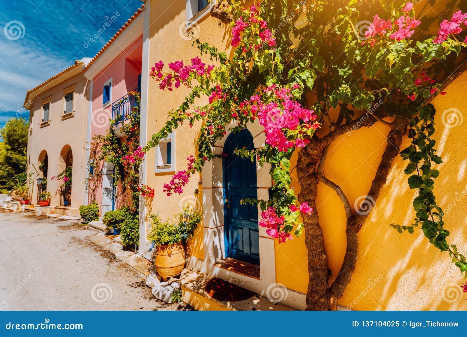 traditional colorful greek houses in assos village. blooming fuchsia plant flowers growing around door. warm sunlight. kefalonia
