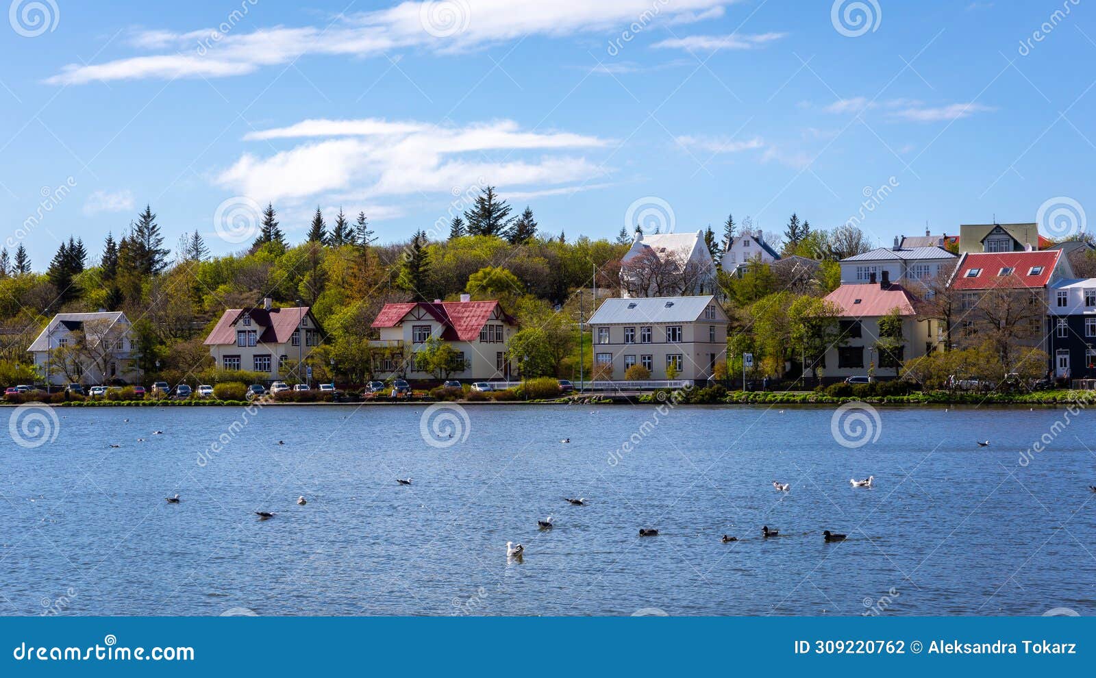 traditional residential ironclad houses surrounded by green vegetation, by the blue tjornin lake, reykjavik, iceland