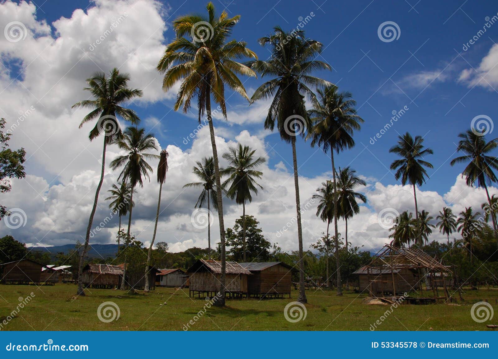 traditional and original village with palmtrees in west papua