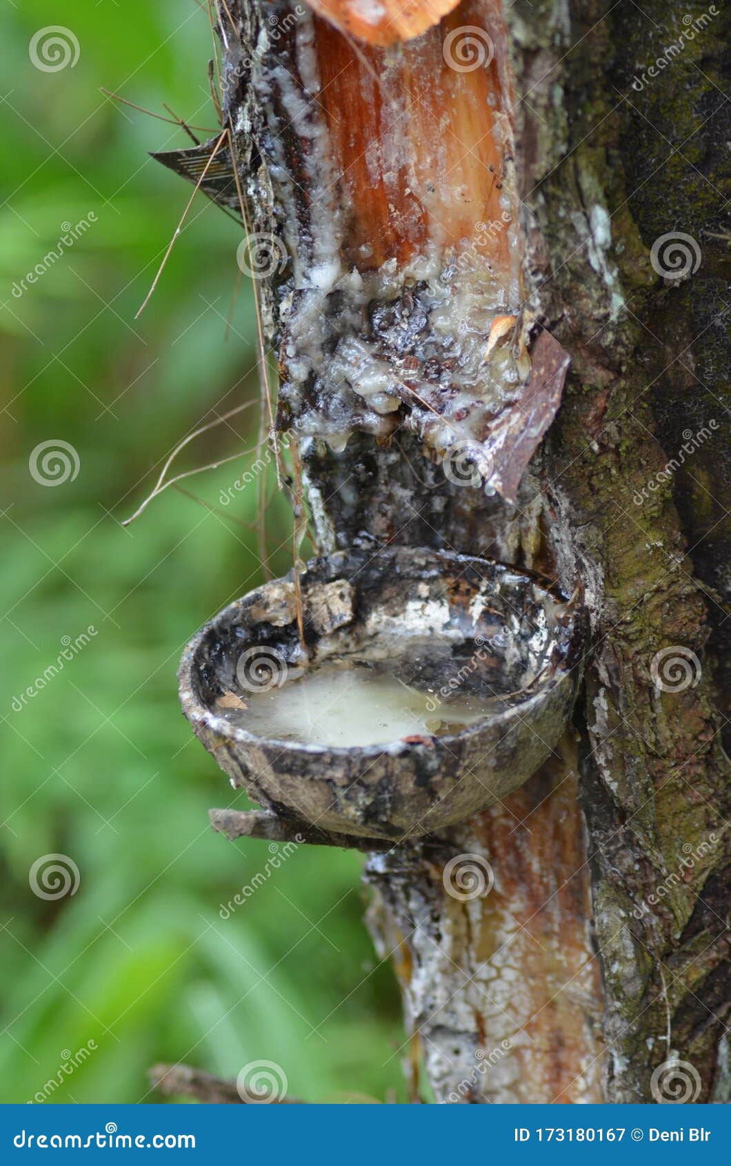 The Traditional Pine Tree Sap Collection Process Stock Image Image