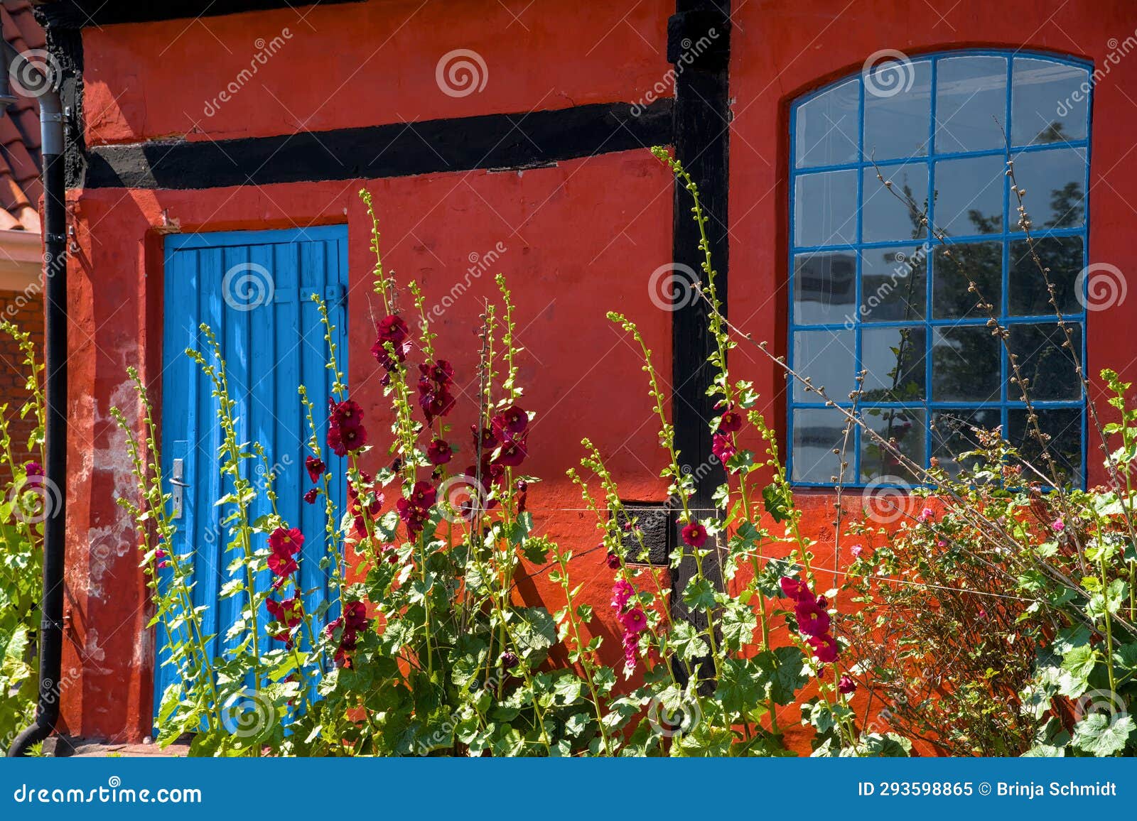 a traditional small,red,danish framehouse in summer in bornholm with blue sky