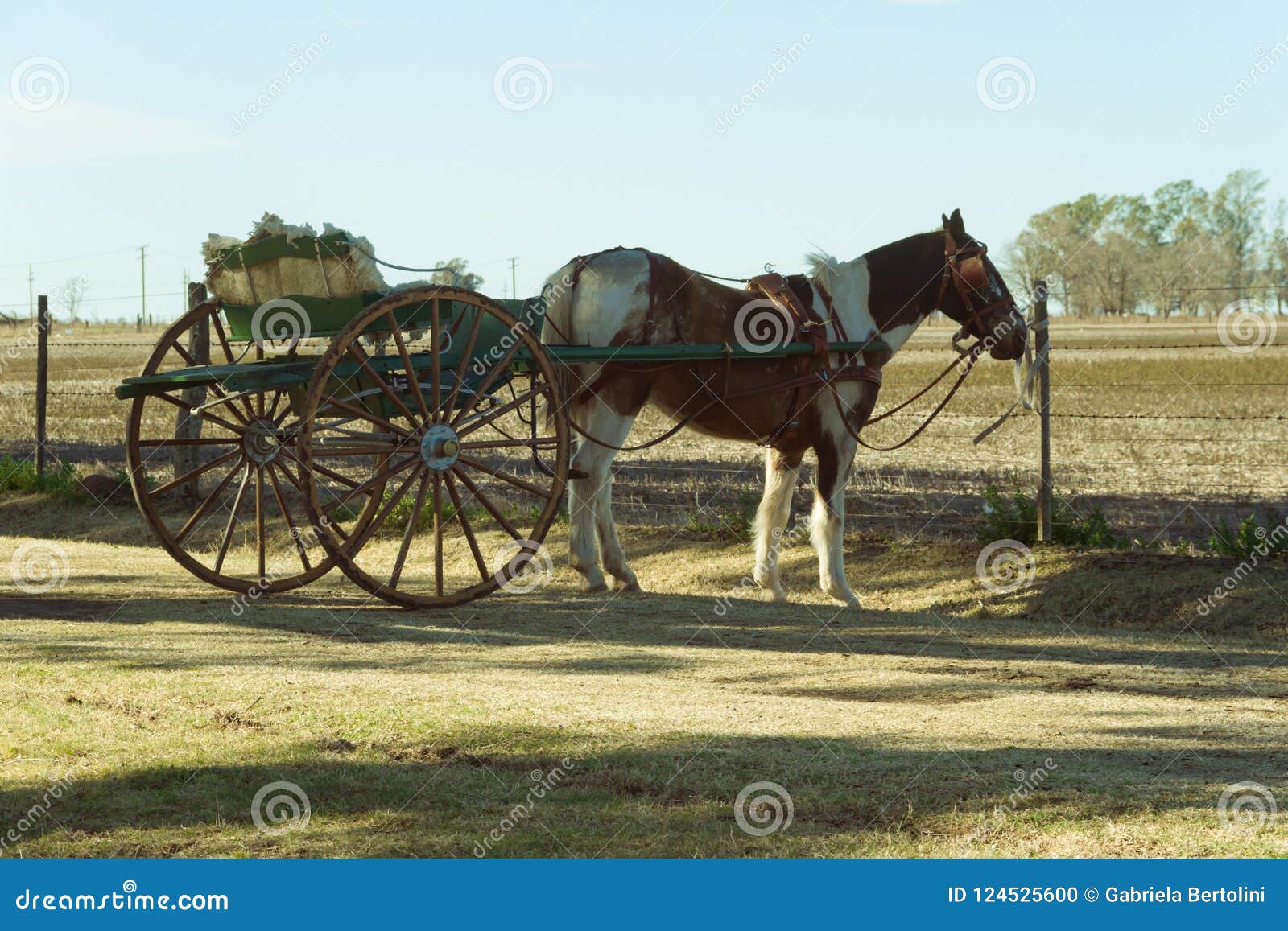The Traditional Sulky Transport Pulled by Horse Stock Photo - Image of  stallion, saddler: 124525600