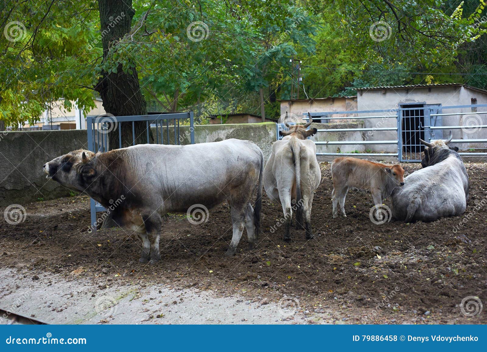Traditional Ukrainian Cattle in the Zoo Stock Photo Image of head