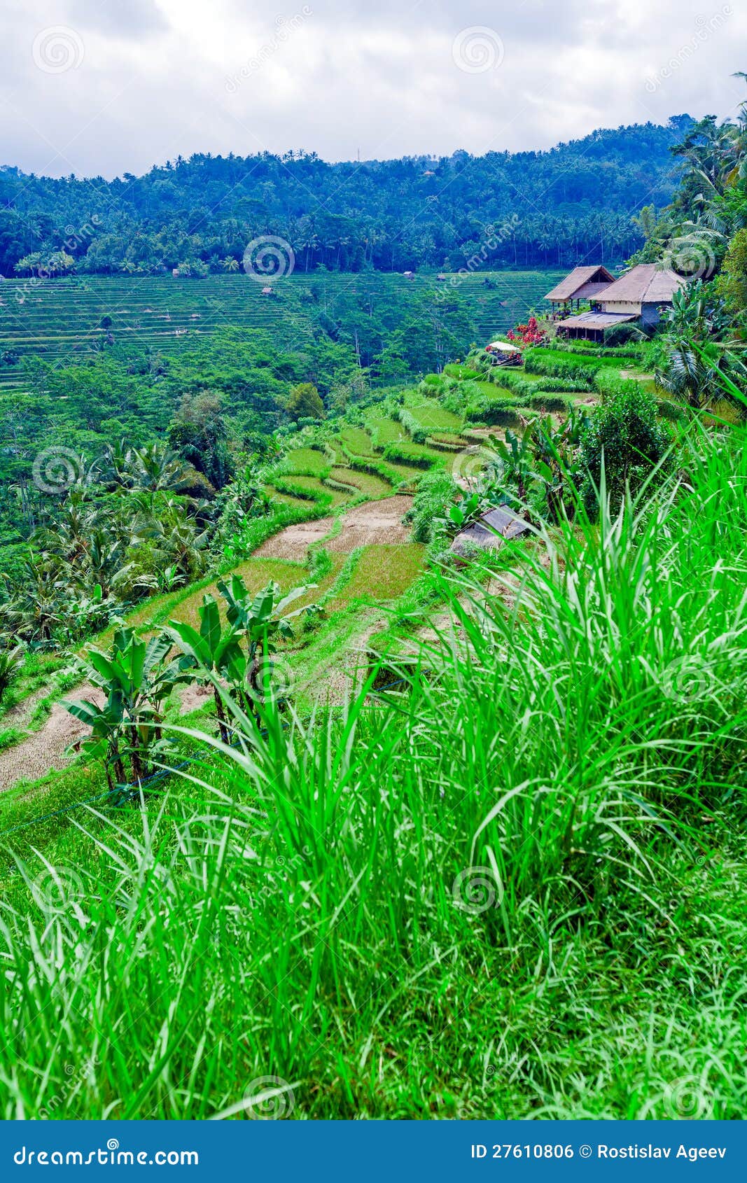 Traditional Village with Rice Field in Jungle Stock Photo Image of