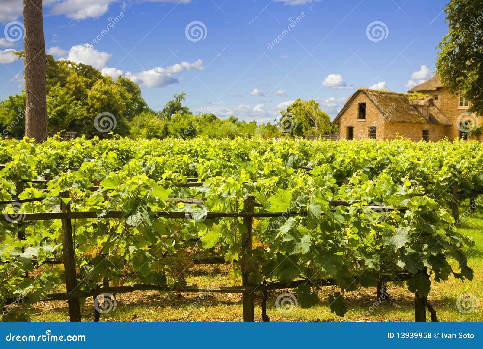 Traditional Vineyard and Old Farm Stock Photo Image of ecology