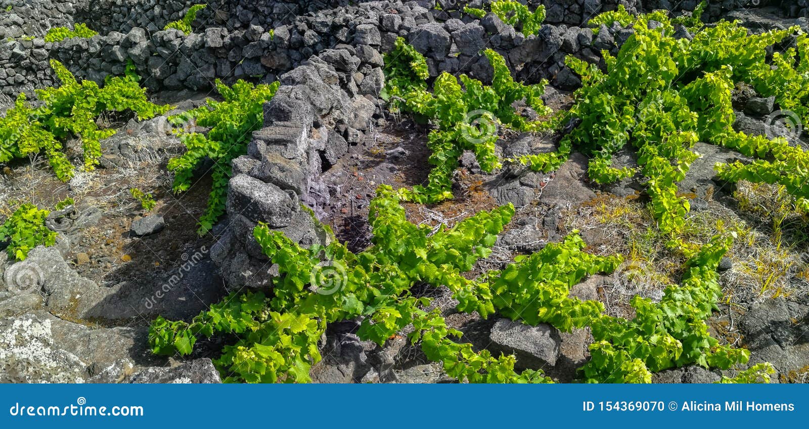 traditional vineyards in pico island, azores. the vineyards are among stone walls, called the `vineyard corrals`