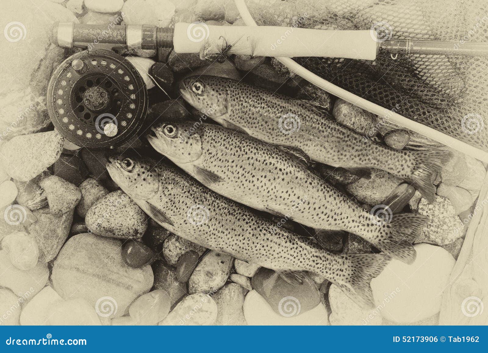 Traditional Vintage Trout Fishing Stock Photo - Image of river