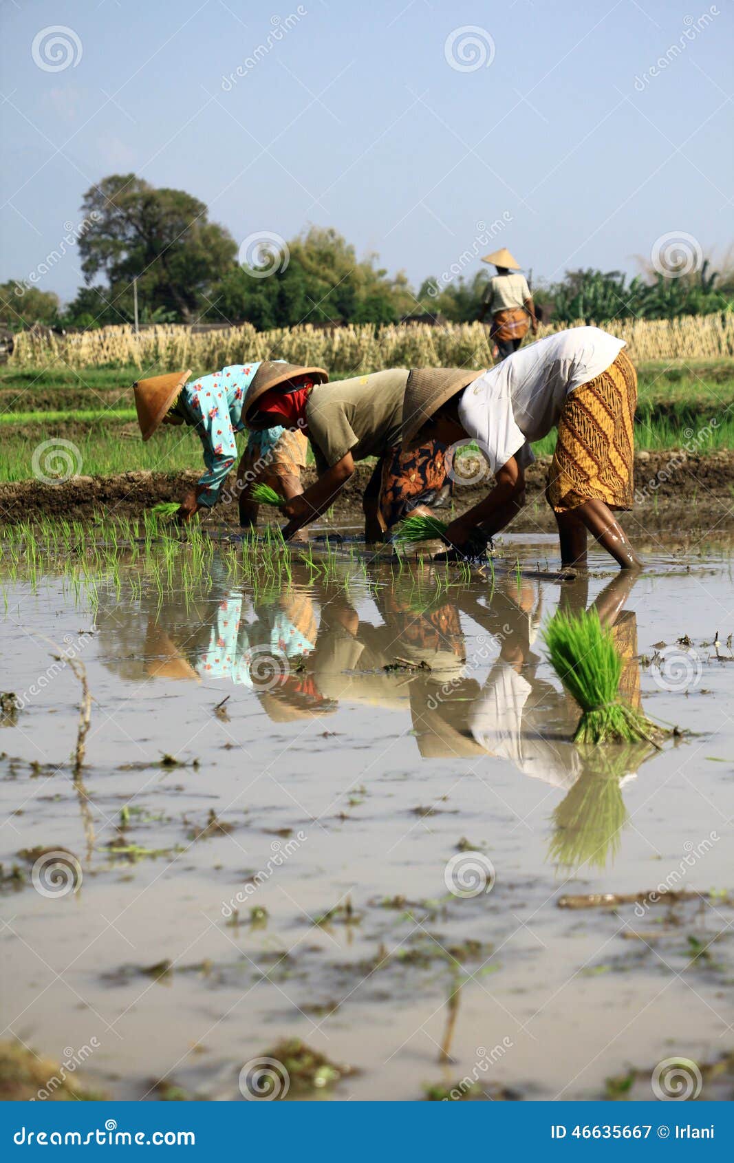 Traditioneller Landwirt. Traditionelle Landwirte in Klaten, Jawa Tengah, Indonesien pflanzten die Samen des Reises