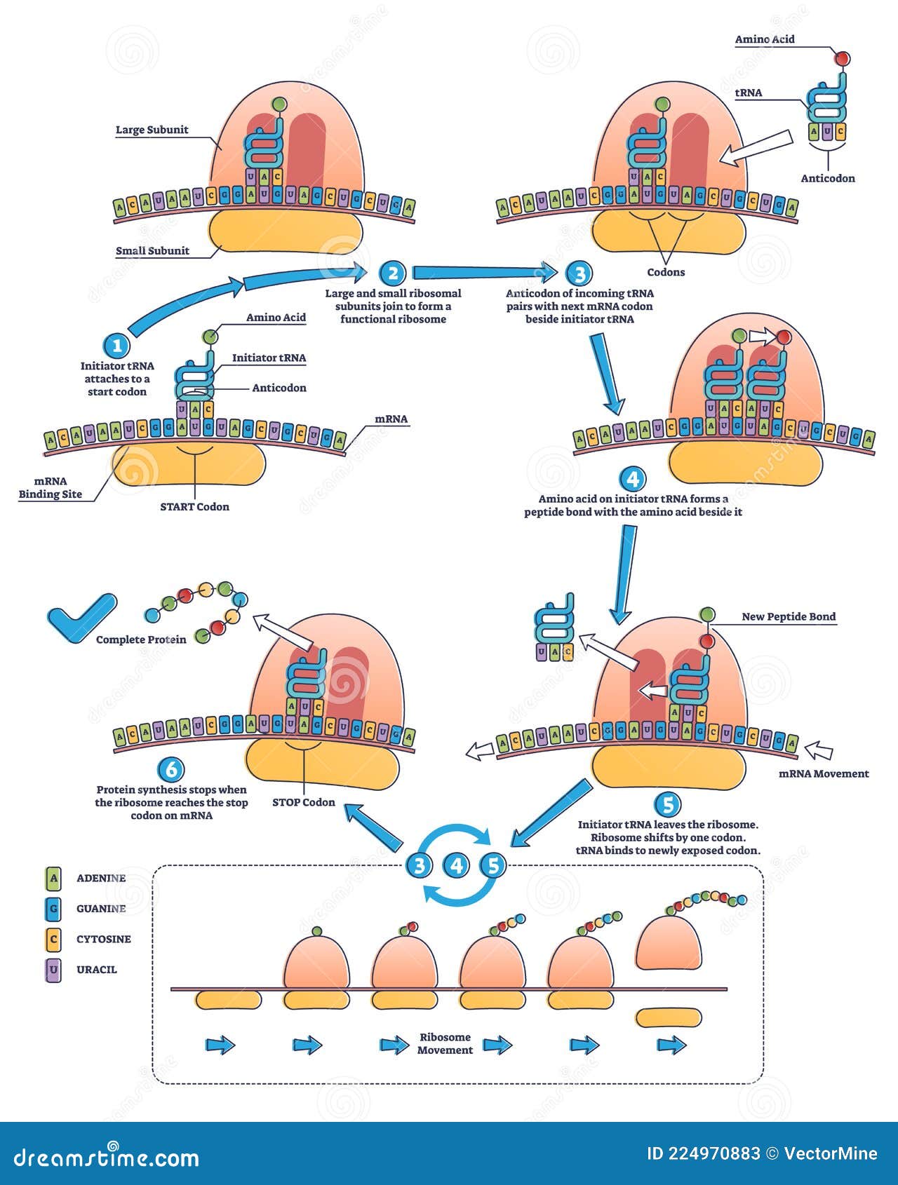 Traducción De Rna Como Proceso De Transcripción Del Dna Al Diagrama De