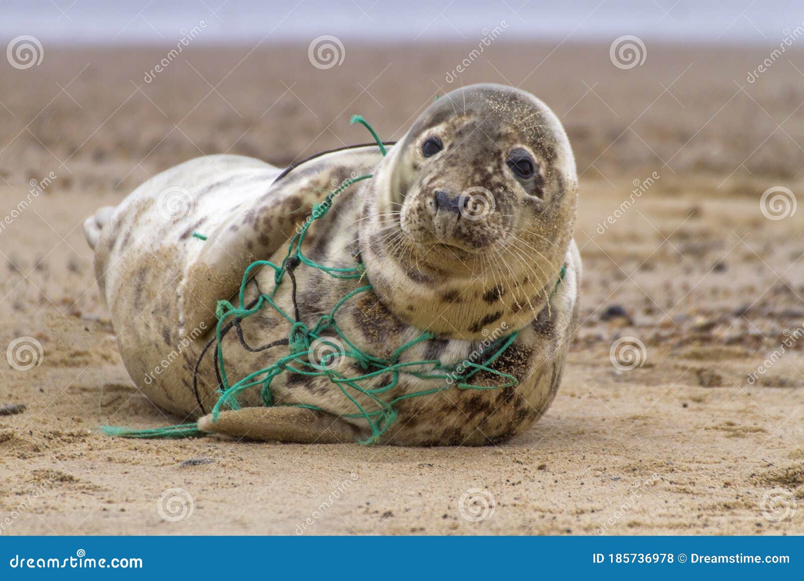 tragic seal caught in net