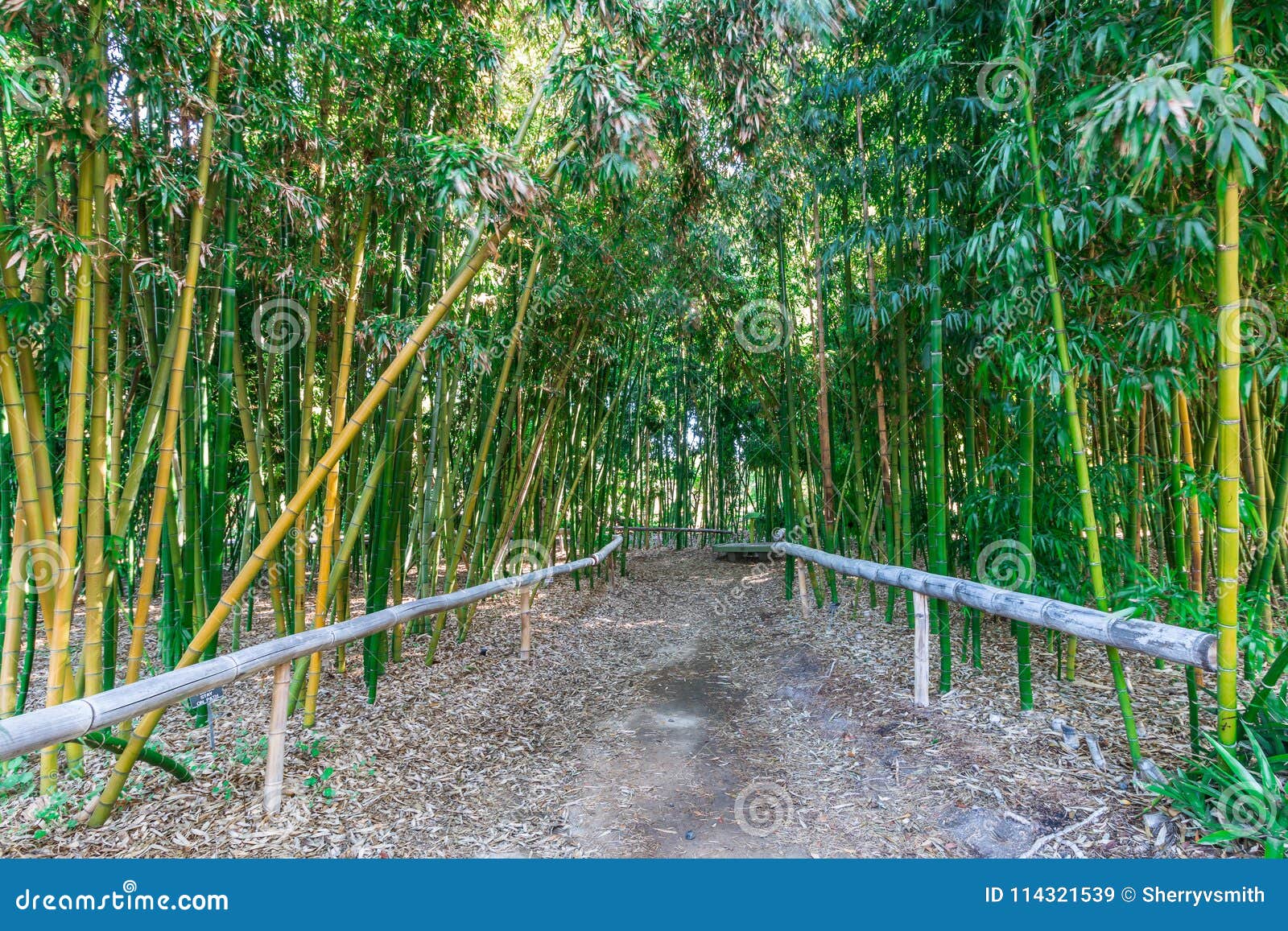 Trail through Bamboo Forest Stock Image Image of flora, environment