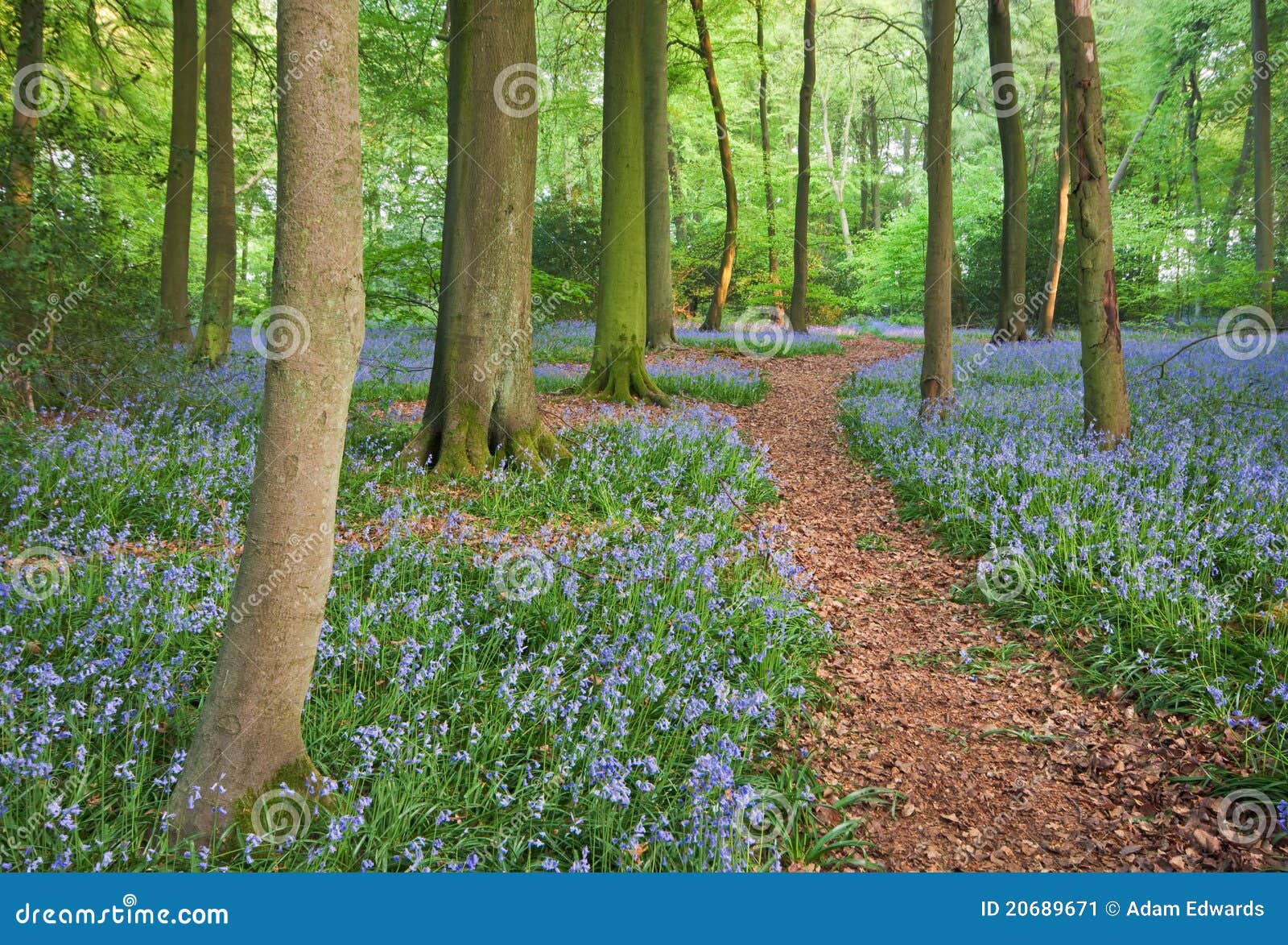 trail through bluebell woods