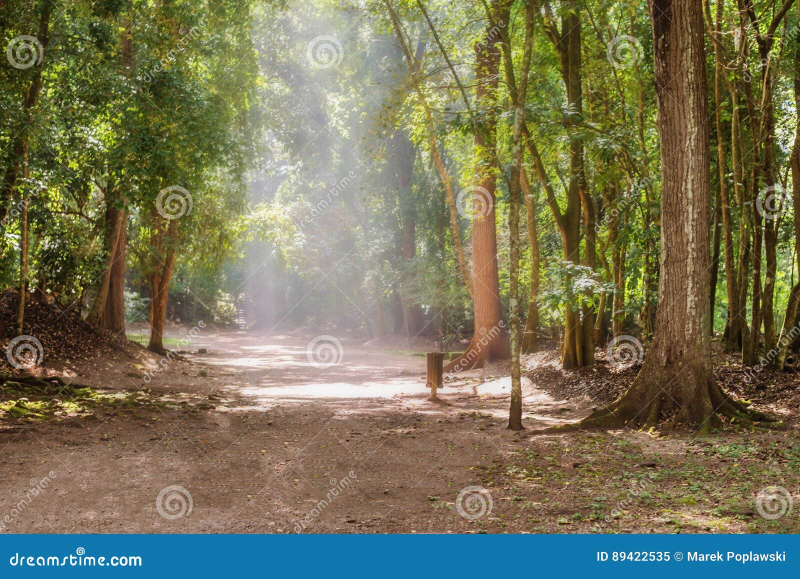 trail in copa ruinas and the sunlight getting thru the trees.