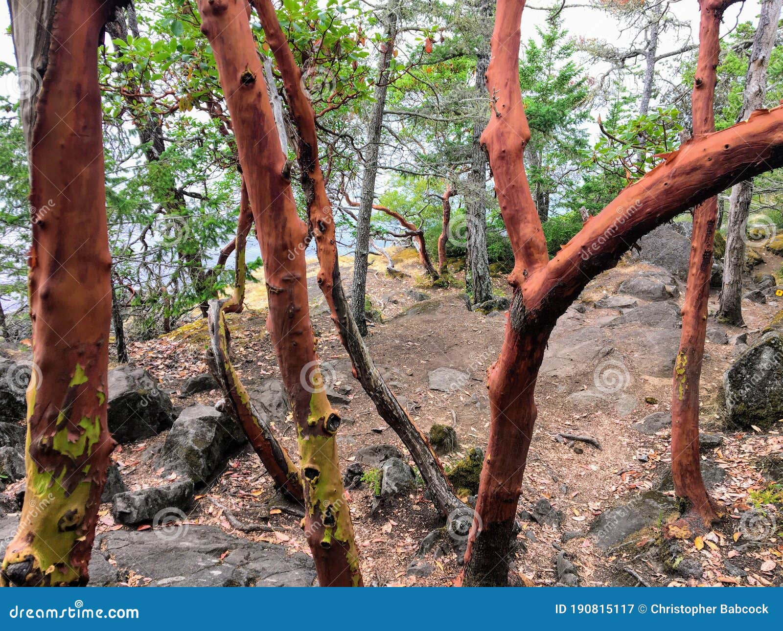 a trail in east sooke regional park full of arbutus trees otherwise known as arbutus menzeisii