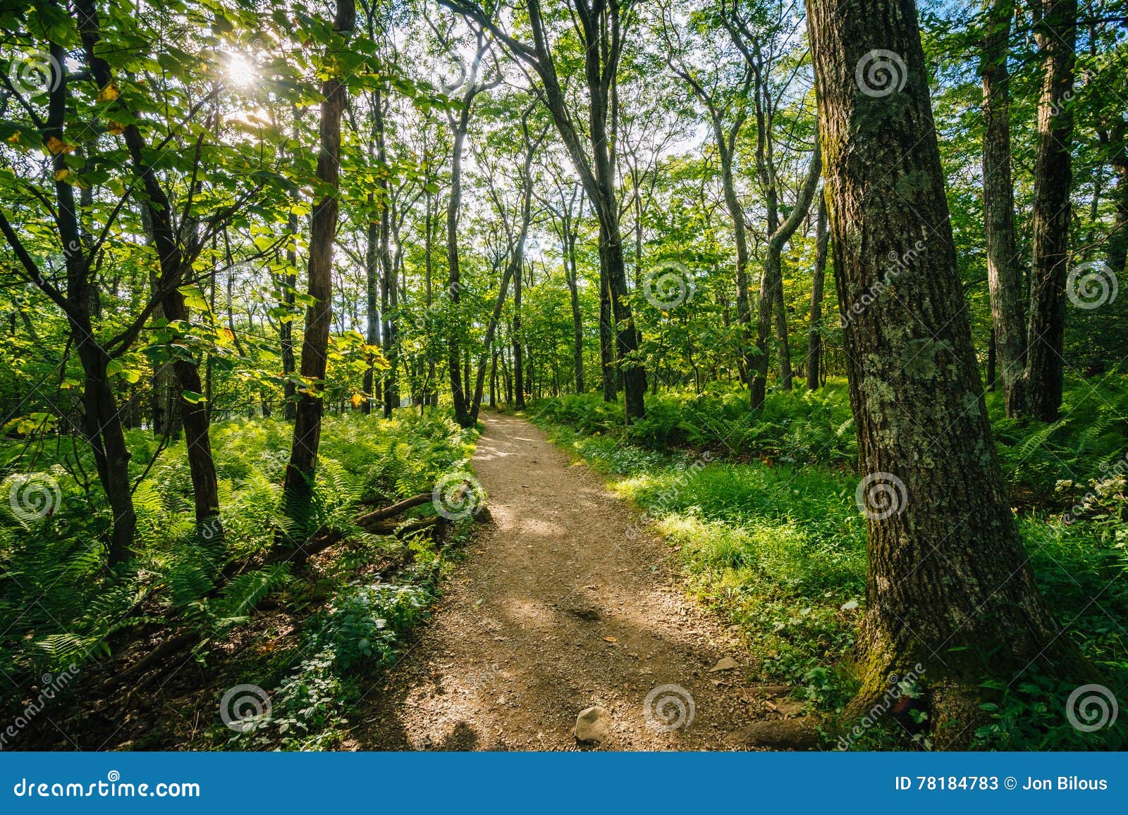 Trail through a Forest, in Shenandoah National Park, Virginia. Stock