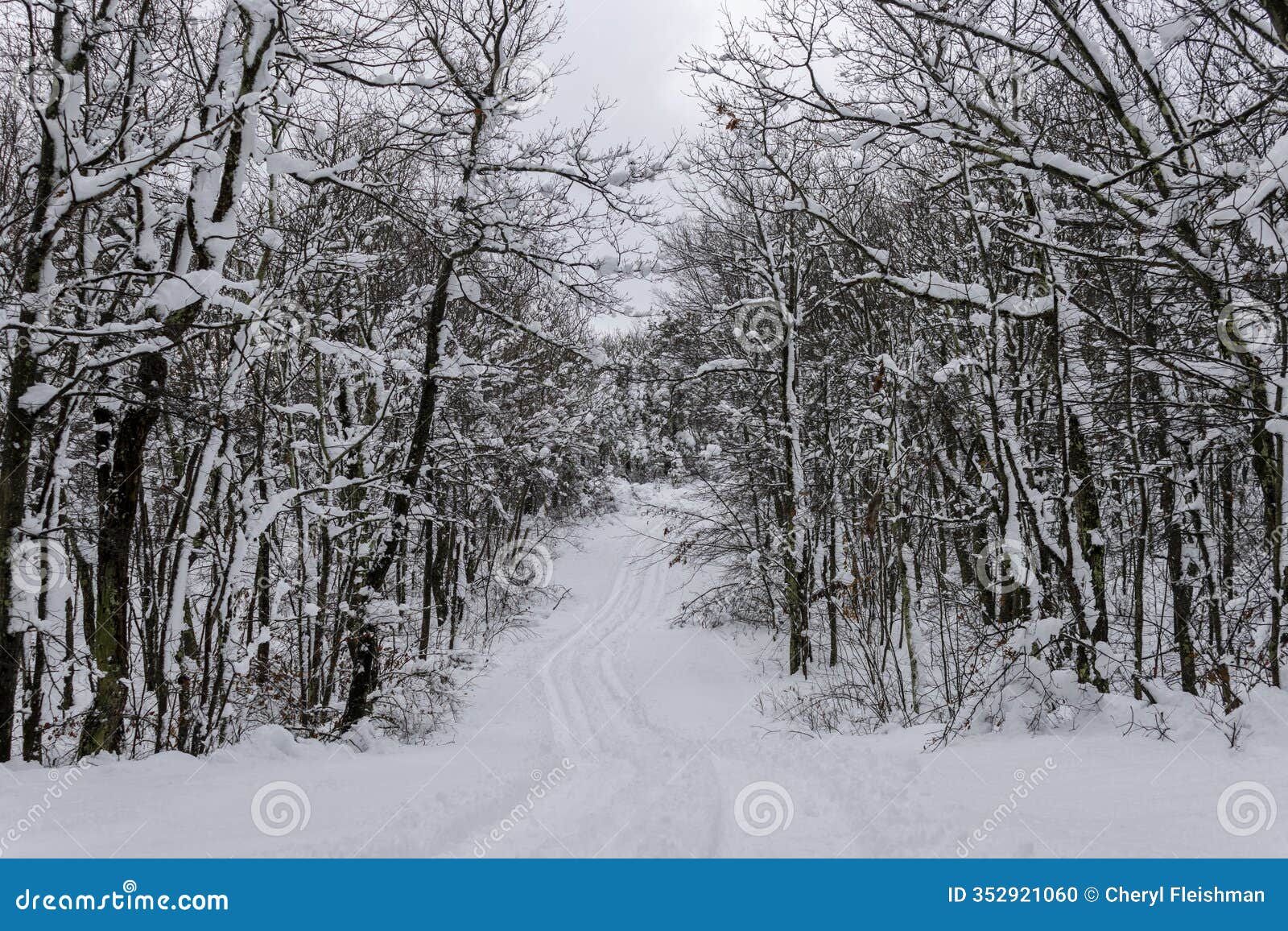 a trail leads through freshly fallen snow at high point state park, nj, copy text space