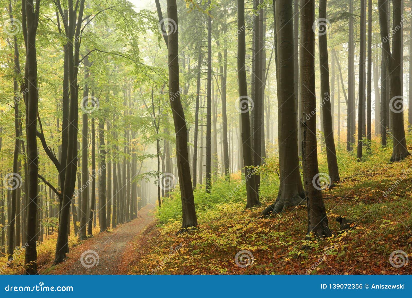 Trail Through The Misty Autumn Deciduous Forest Path Through An Autumn Deciduous Forest With The Most Of Beech Trees Covered With Stock Photo Image Of Landscape Golden