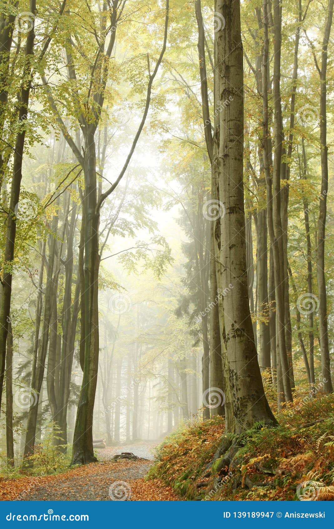 trail through the misty autumn deciduous forest path through an autumn deciduous forest with the most of beech trees covered with