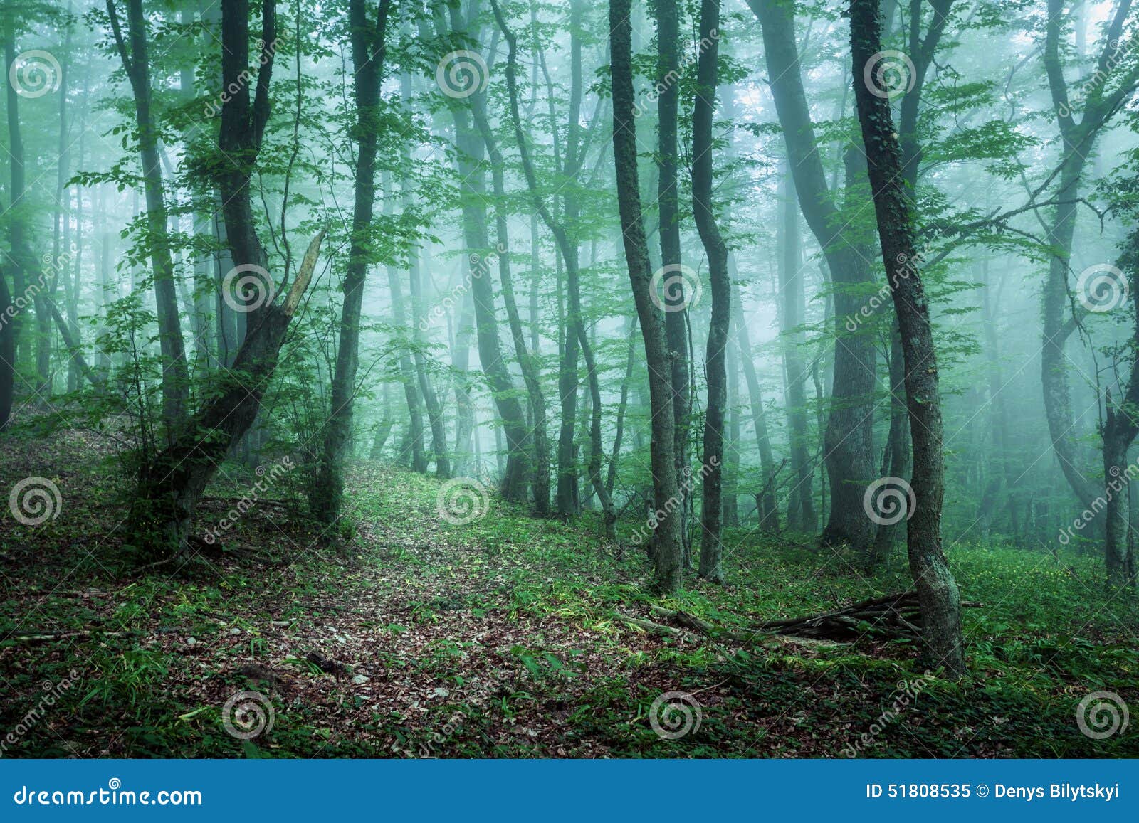 trail through a mysterious dark forest in fog with green leaves
