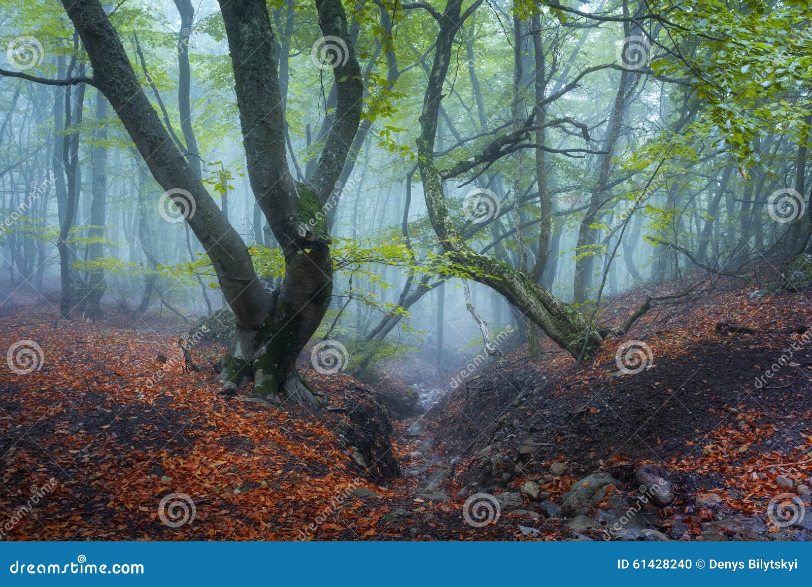 Trail through a Mysterious Dark Old Forest in Fog. Autumn Stock Photo