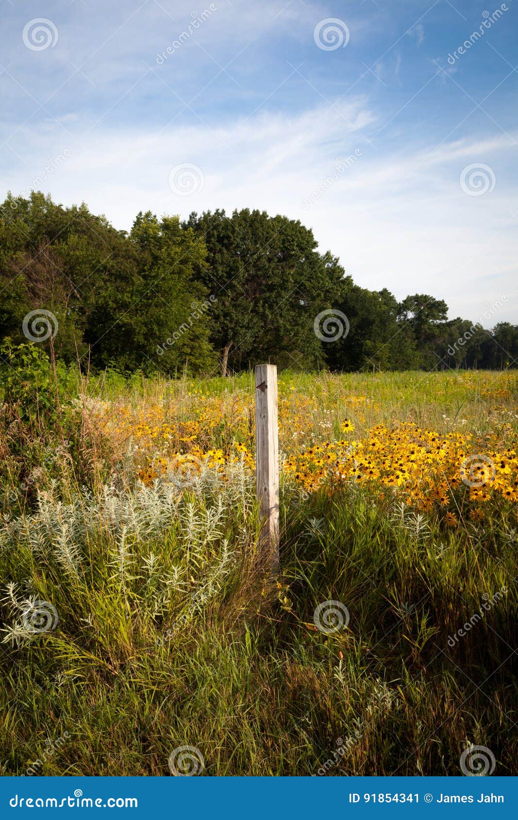 trail post and brown eyed susan`s.