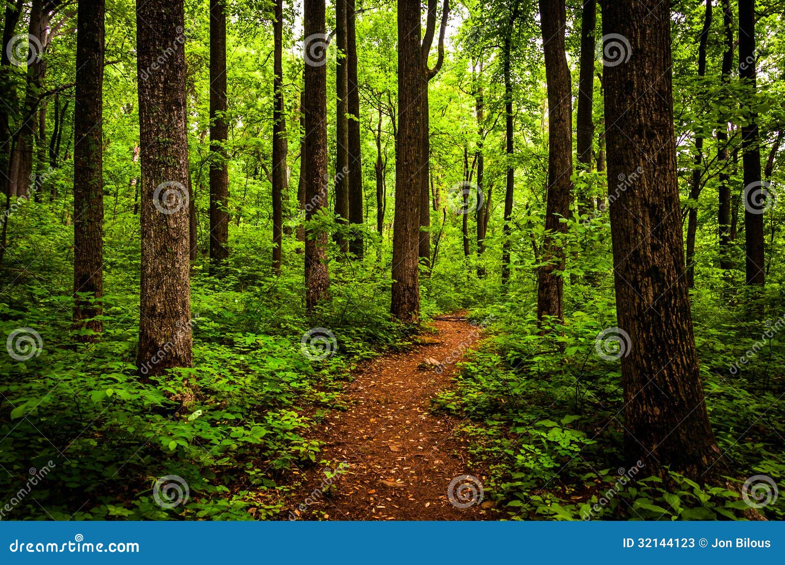 trail through tall trees in a lush forest, shenandoah national park