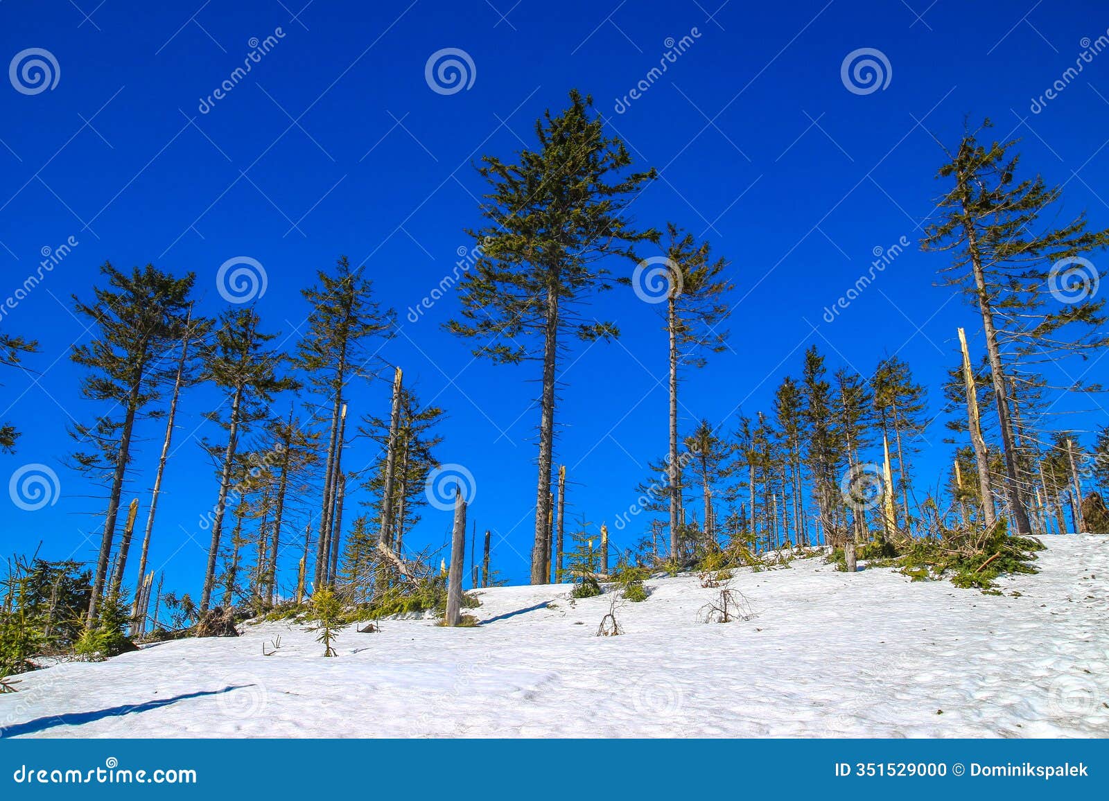 trail to malinowska ska?a in winter, snow-covered peaks of the silesian beskids