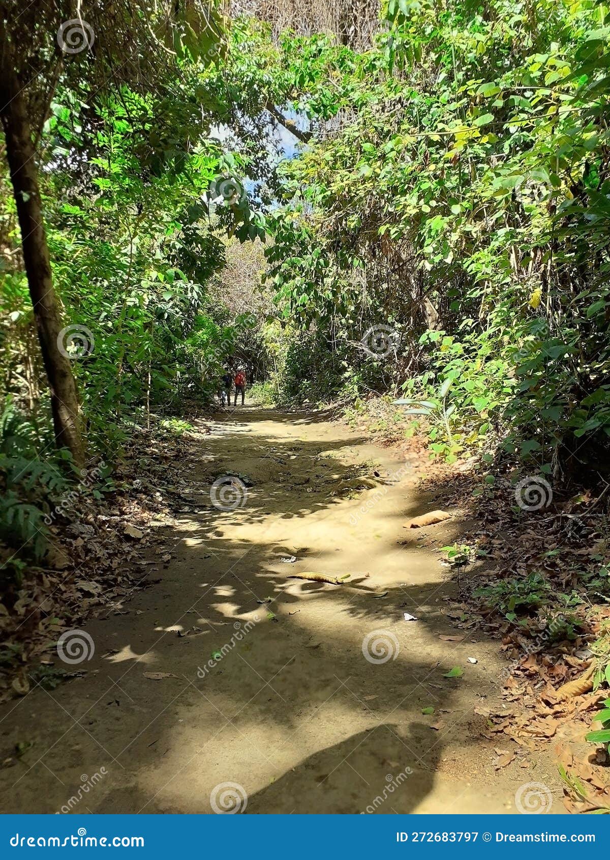 trail in tropical forest, nicaragua.