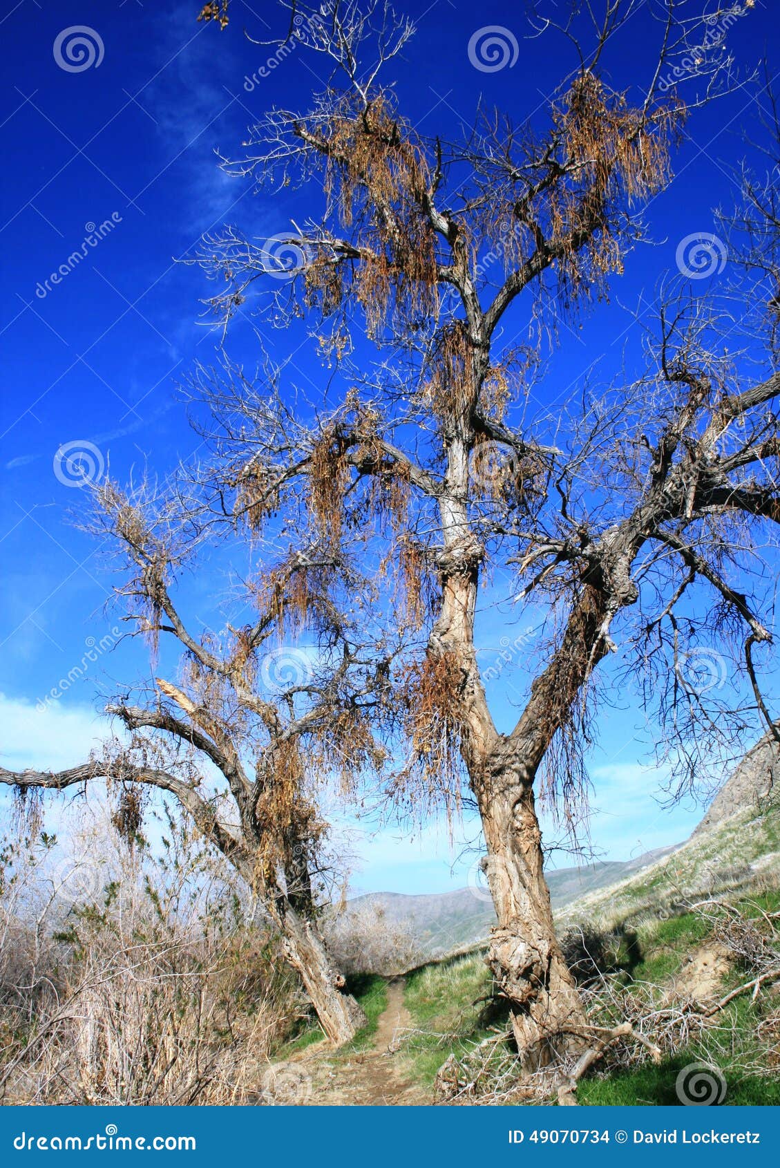 Trail through willows stock photo. Image of brown, tall 49070734