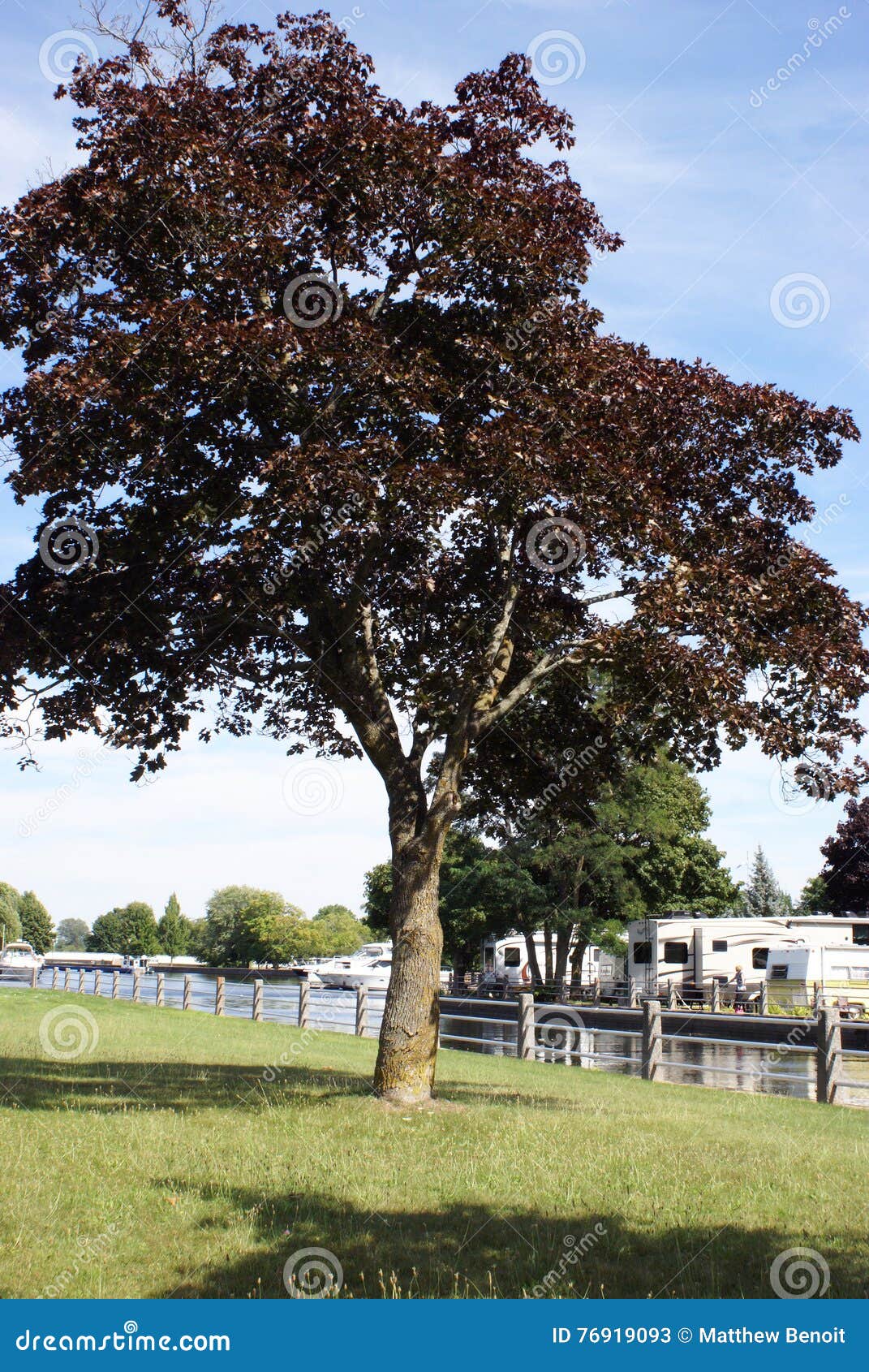 Trailer Park Tree stock image. Image of green, season 76919093
