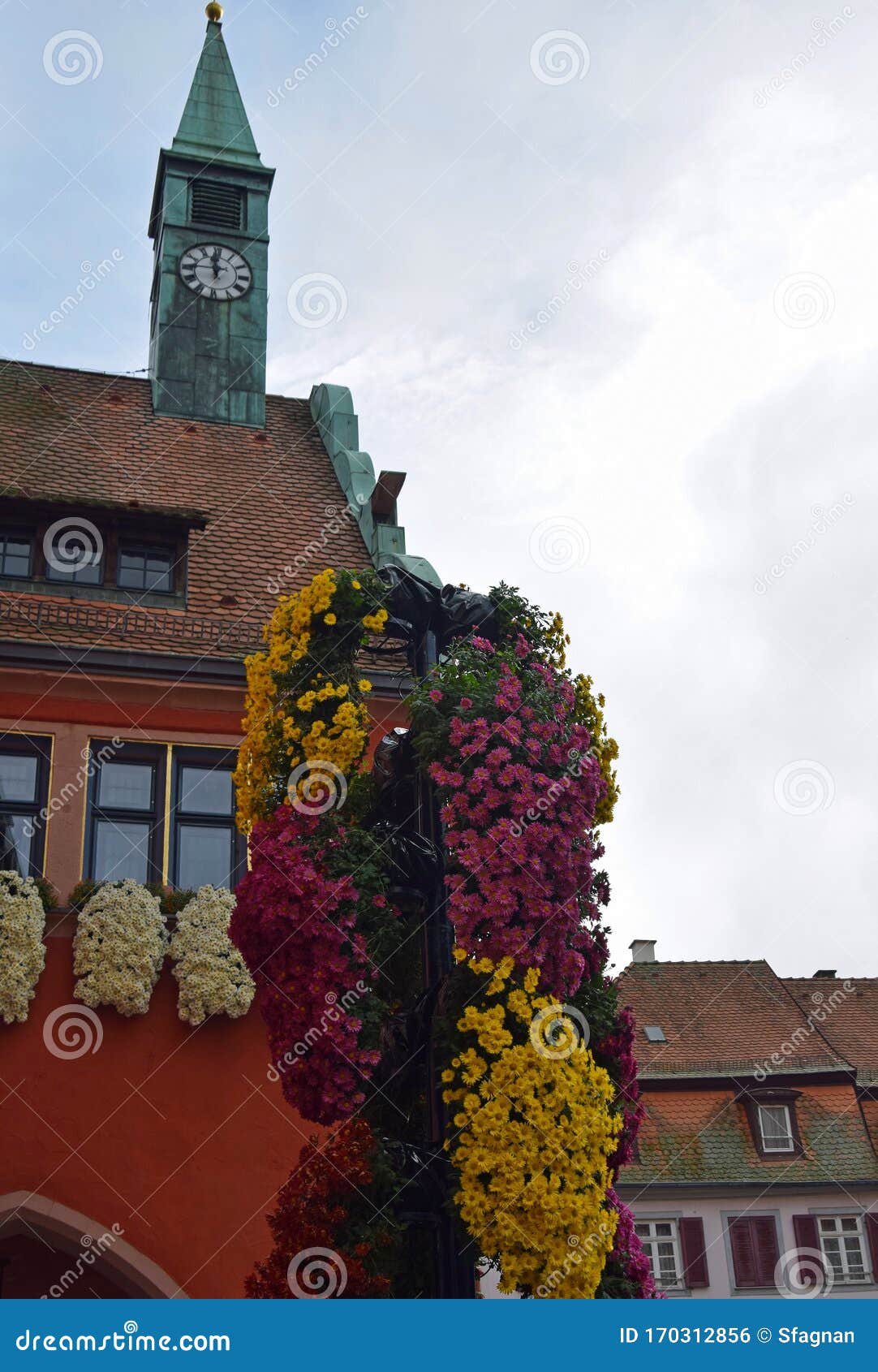 trailing chrysanthemum display